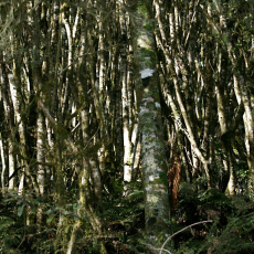 Kanuka Forest at Taura Tukutuku Okahu Gorge